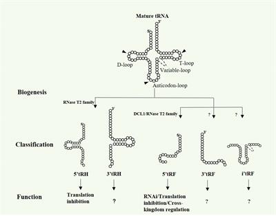 tRNA-derived small RNAs in plant response to biotic and abiotic stresses